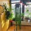 Korallikaktus Rhipsalis paradoxa