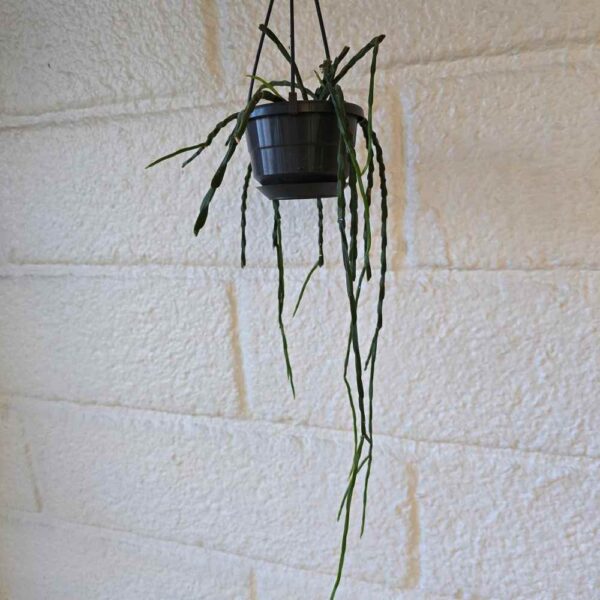 Rhipsalis paradoxa Minor kapealehtinen kanta amppelissa