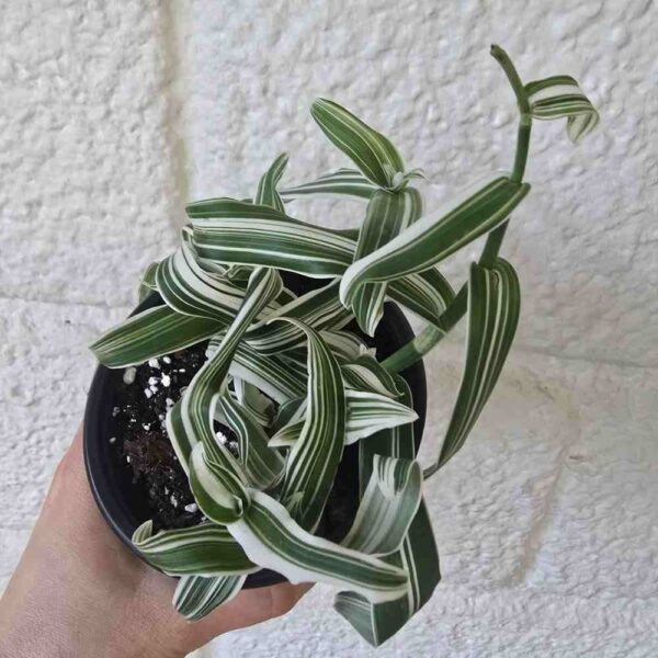 Murdannia loriformis 'Alba Aquilone' ruukussa