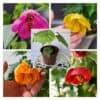 Vaahtera-aulio Abutilon