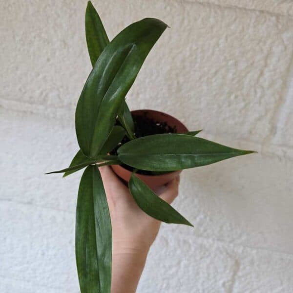 Kultaköynnös Epipremnum  amplissimum ruukussa - Image 3