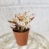 Maksaruoho Sedum adolphi 'Firestorm' ruukussa - Image 2