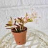 Maksaruoho Sedum adolphi 'Firestorm' ruukussa - Image 4