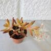 Maksaruoho Sedum adolphi 'Firestorm' ruukussa - Image 3