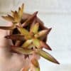 Maksaruoho Sedum adolphi 'Firestorm' ruukussa