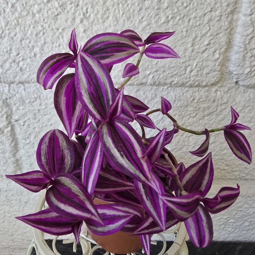 Juoru 'Pink Paradise' ruukussa