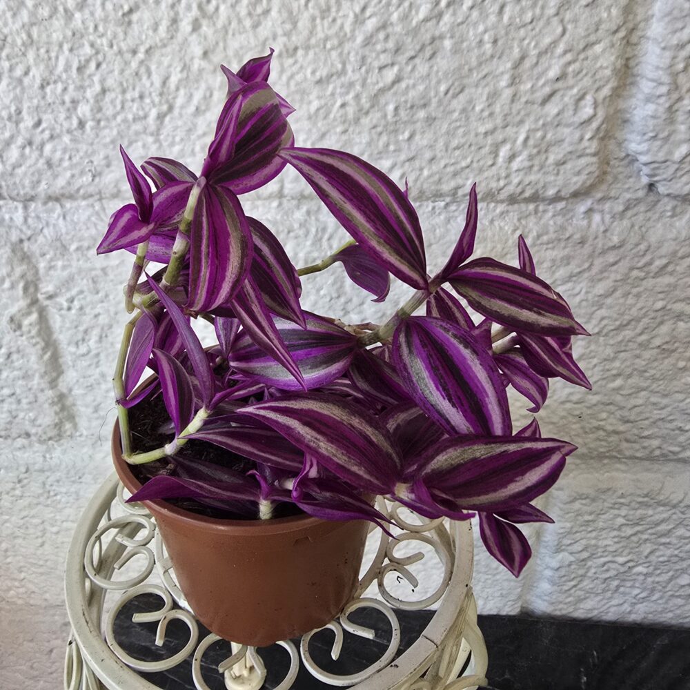 Juoru 'Pink Paradise' ruukussa - Image 5