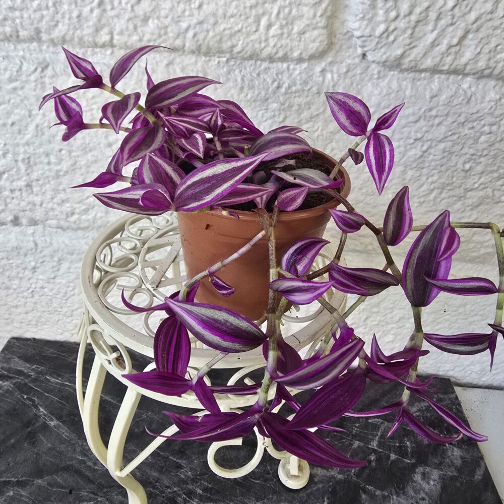 Juoru 'Pink Paradise' ruukussa - Image 4