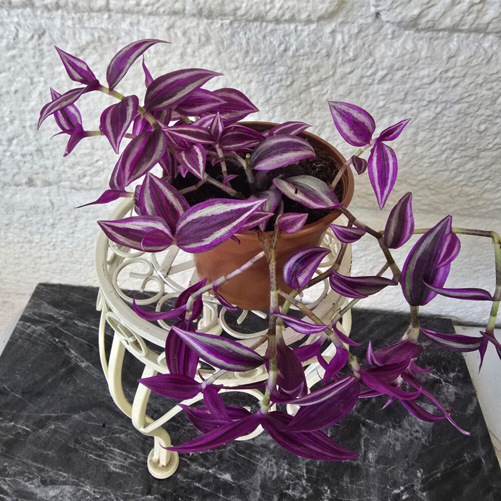 Juoru 'Pink Paradise' ruukussa - Image 3