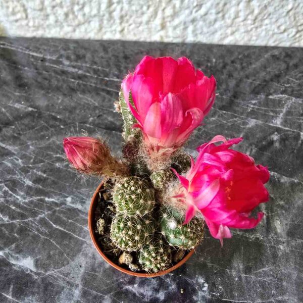 Chamaecereus 'Ubink Cerise'  kukkiva kaktus ruukussa - Image 3