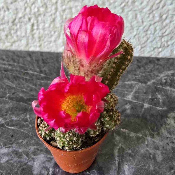 Chamaecereus 'Ubink Cerise'  kukkiva kaktus ruukussa - Image 2