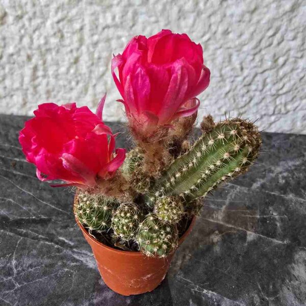 Chamaecereus 'Ubink Cerise'  kukkiva kaktus ruukussa