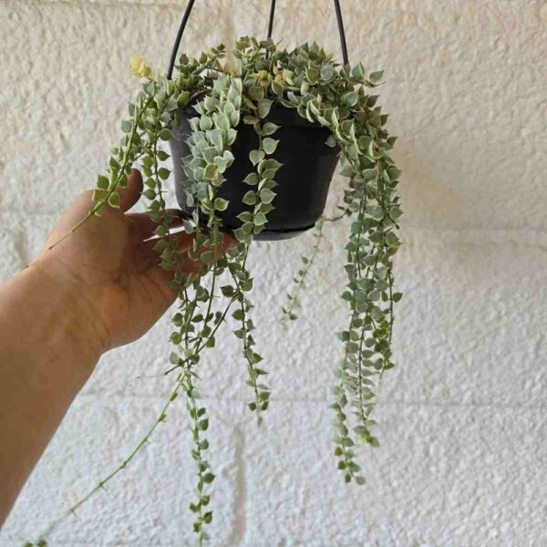 Pussiköynnös Dischidia ruscifolia variegata pistokkaat - Image 2