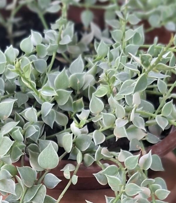 Pussiköynnös Dischidia ruscifolia variegata pistokkaat