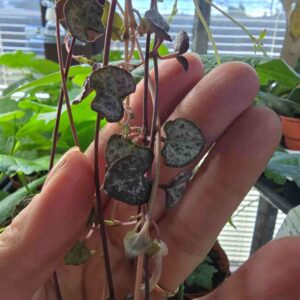 Herttalyhty Ceropegia woodii 'Silver Glory' 