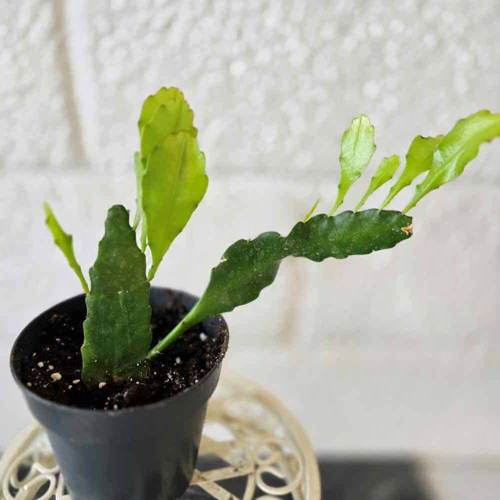 Epiphyllum x Disocactus 'Fruhlings Gold'