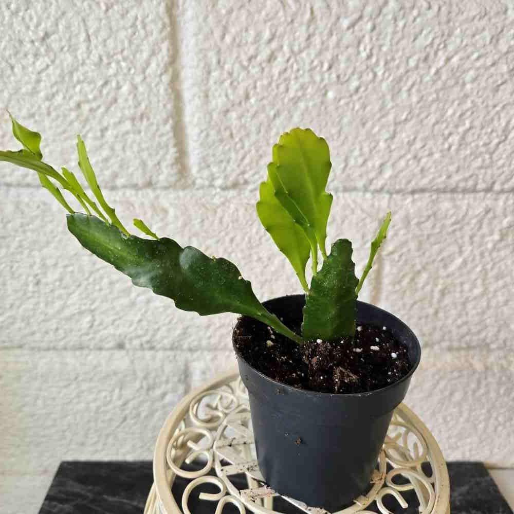 Epiphyllum x Disocactus 'Fruhlings Gold'