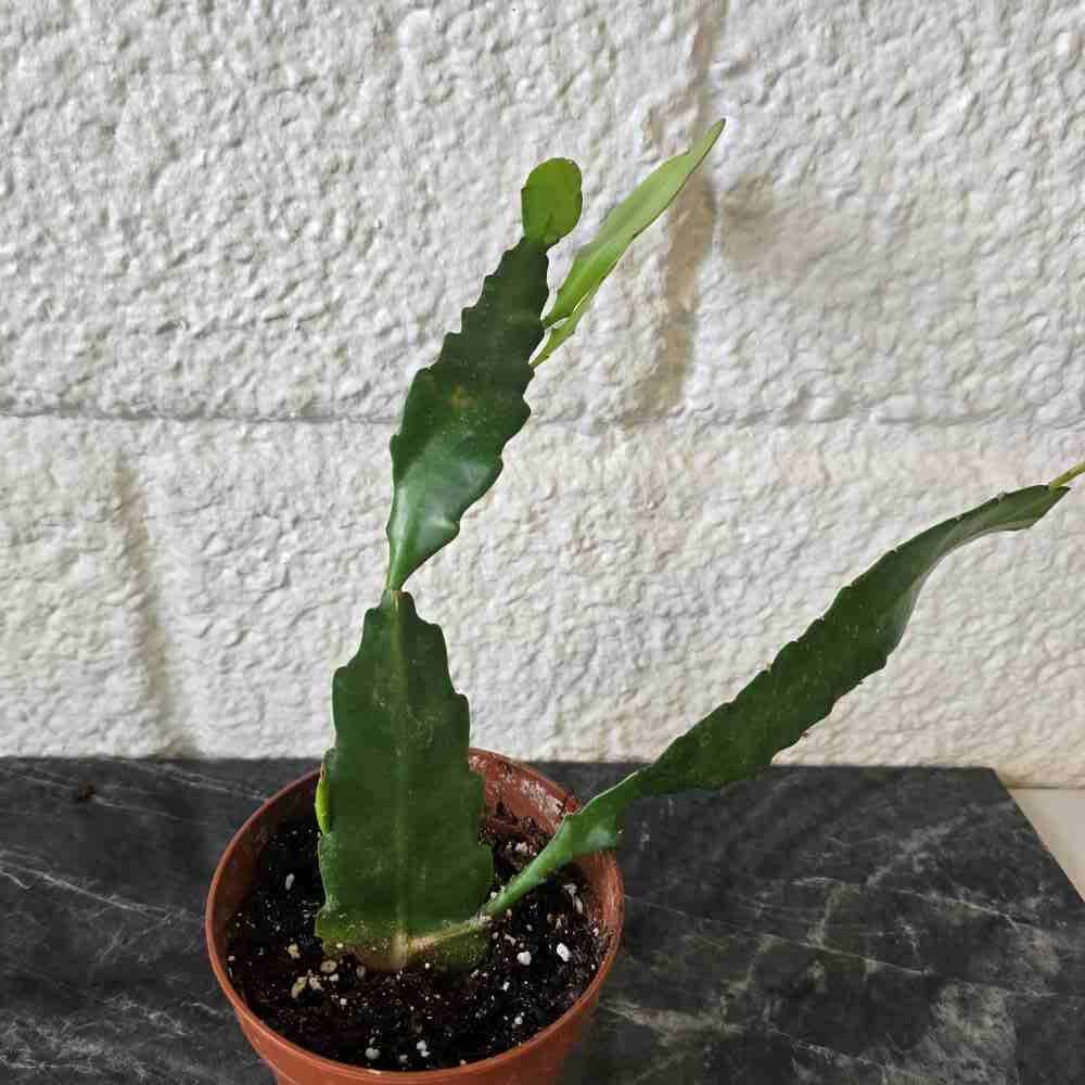 Lehtikatus 'Fruhlings Gold' hyvin juurtunut pistokas - Image 3