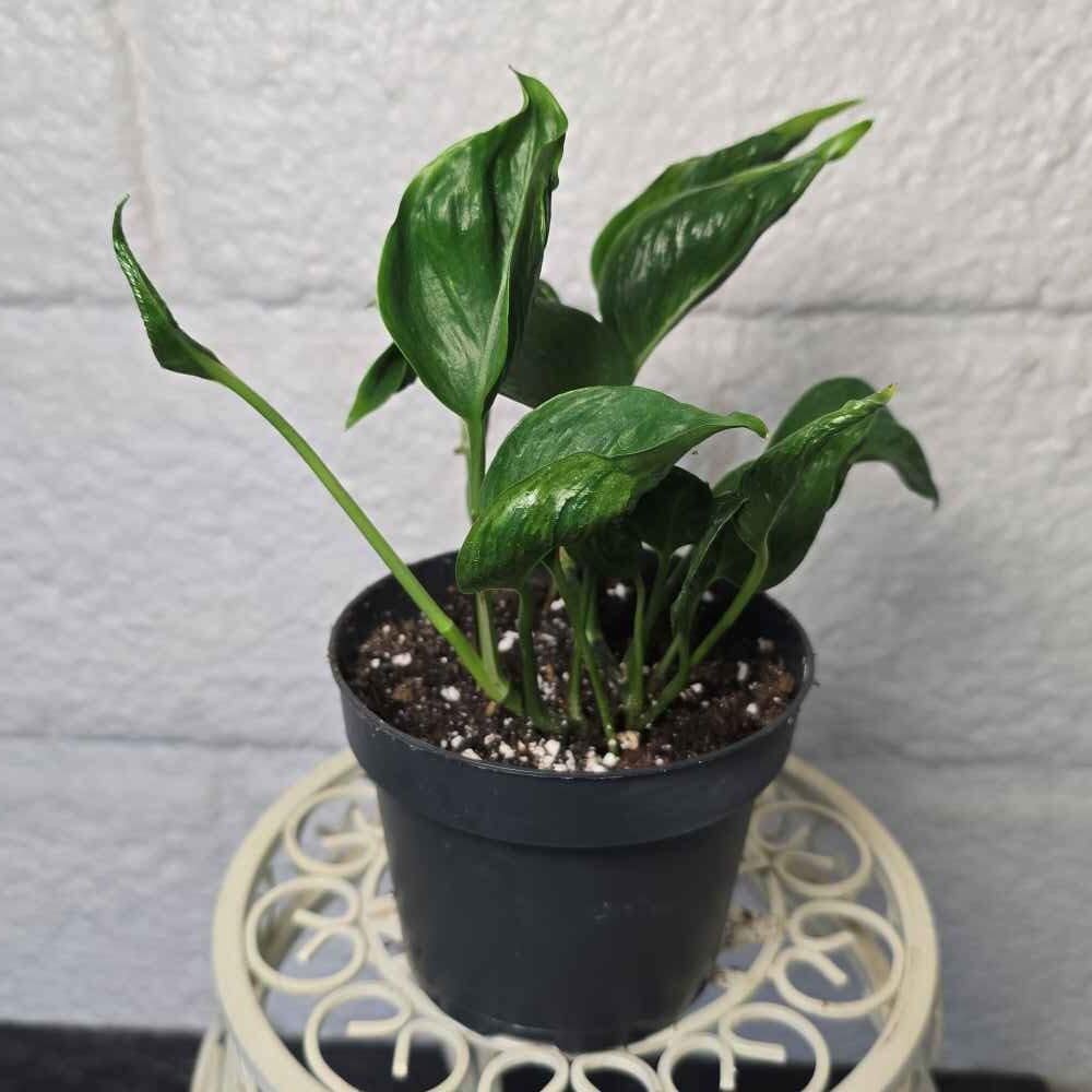 Kultaköynnös Shangri La