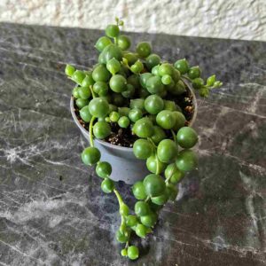 Helmivillakko Senecio rowleyanus