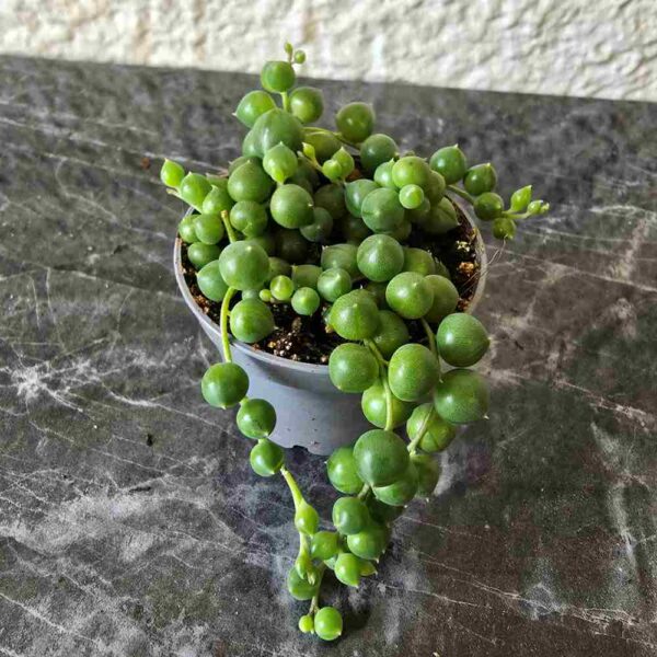 Helmivillakko Senecio rowleyanus