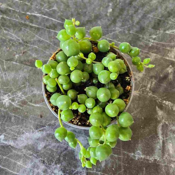 Helmivillakko Senecio rowleyanus