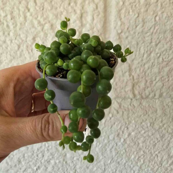 Helmivillakko Senecio rowleyanus pikkuruukussa - Image 3