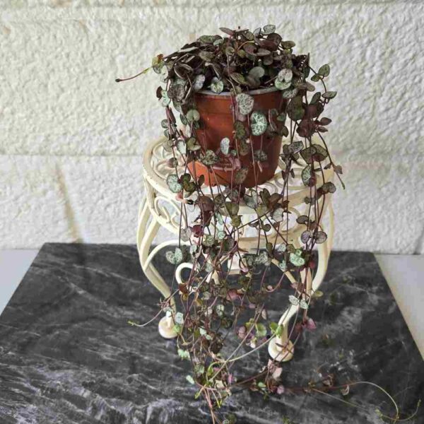 Herttalyhty Ceropegia woodii 'Silver Glory' 