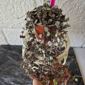 Herttalyhty Ceropegia woodii 'Silver Glory' 