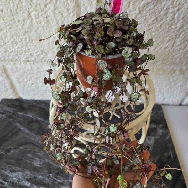Herttalyhty Ceropegia woodii 'Silver Glory' 