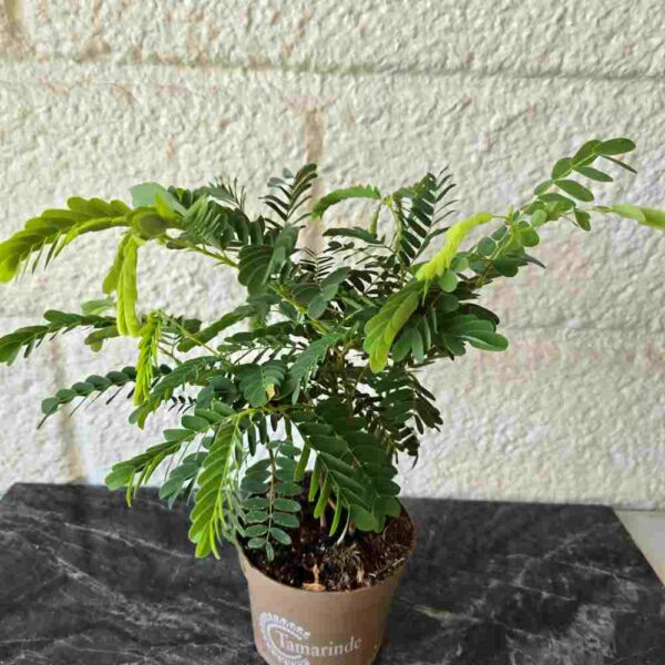 Tamarindipuu Tamarindus indica  ruukussa - Image 3