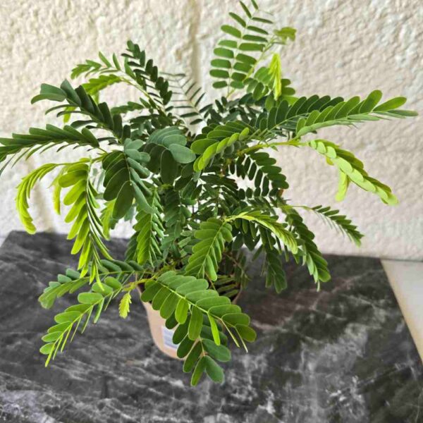 Tamarindipuu Tamarindus indica  ruukussa