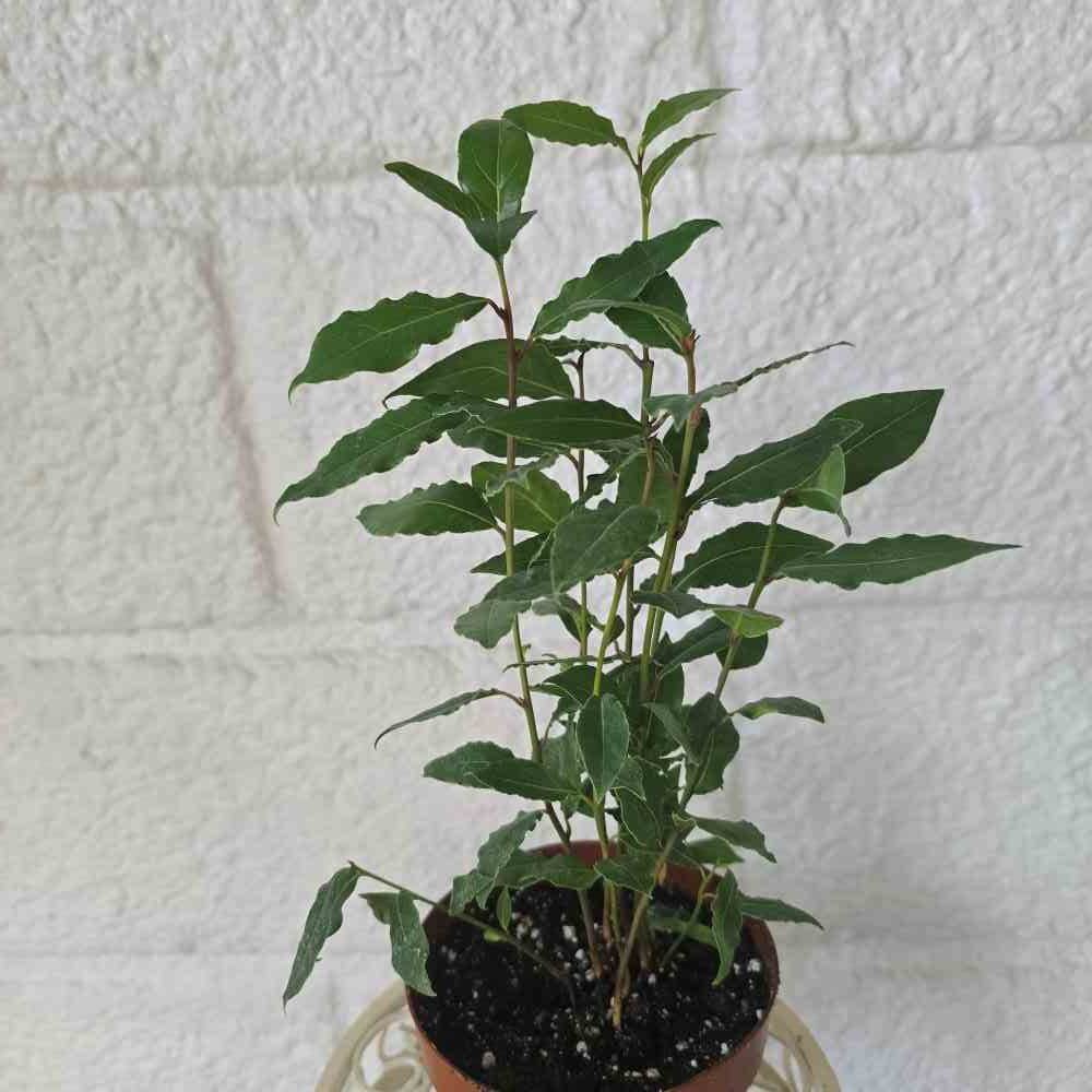 Laakeripuu ruukussa - Image 3