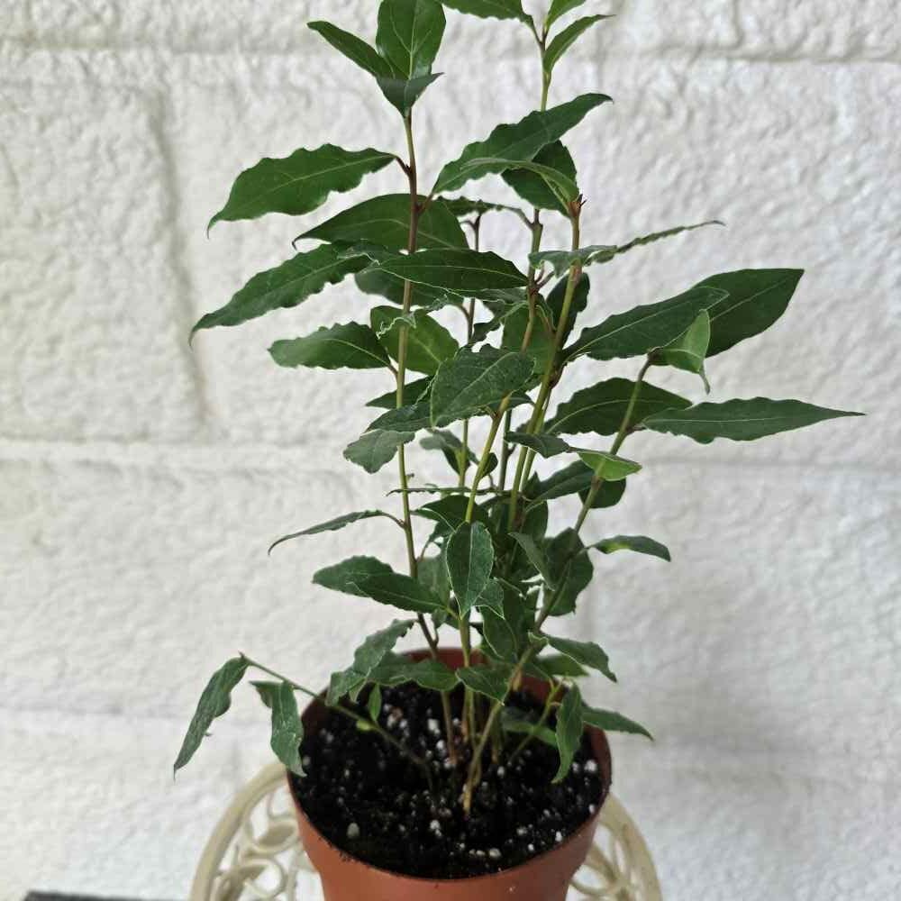 Laakeripuu ruukussa - Image 2