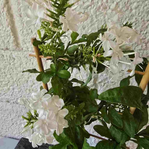Sinilyijykukka  Plumbago auriculata 'Alba'  säleikössä - Image 4