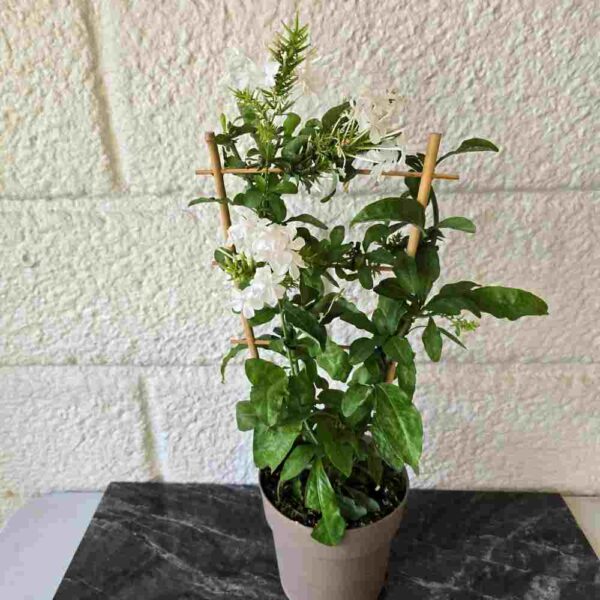 Sinilyijykukka  Plumbago auriculata 'Alba'  säleikössä