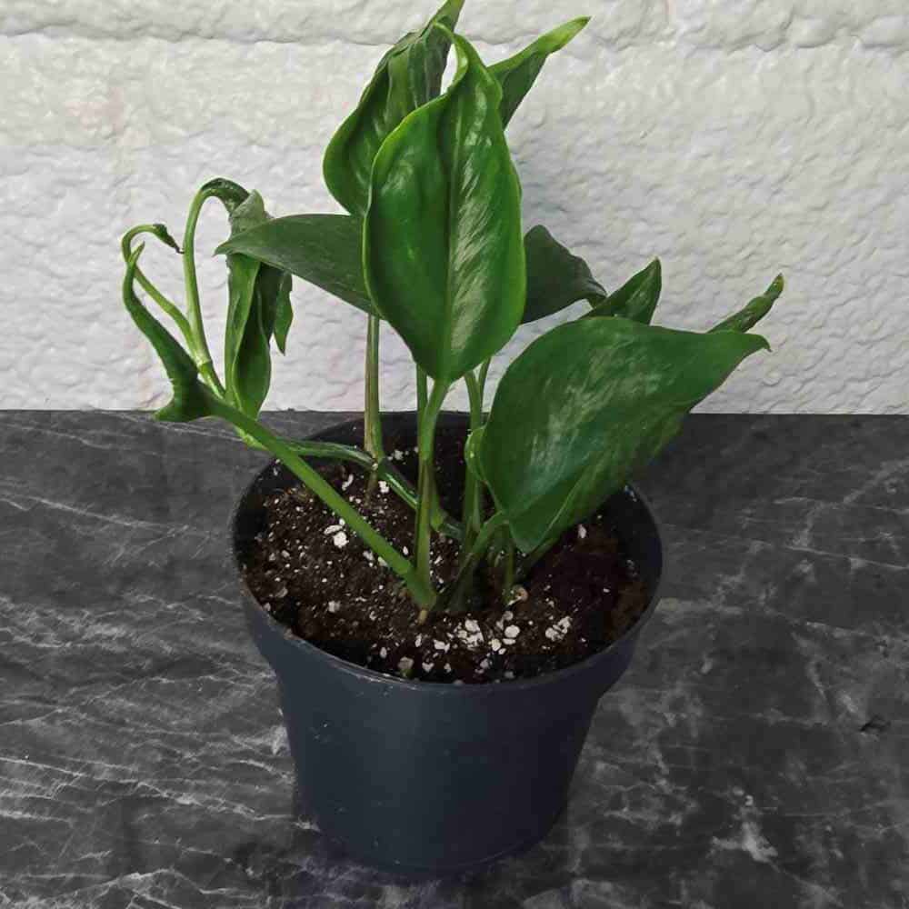 Kultaköynnös Shangri La