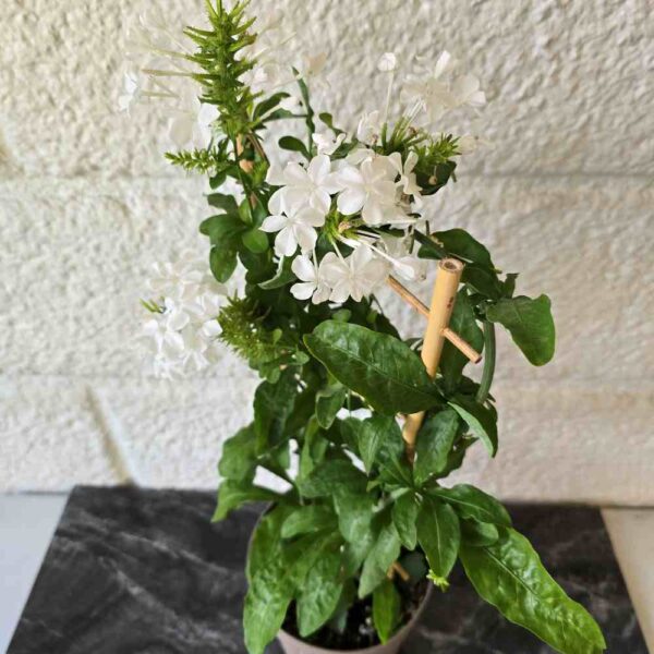 Sinilyijykukka  Plumbago auriculata 'Alba'  säleikössä - Image 3
