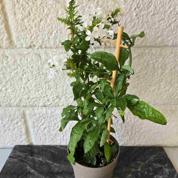 Sinilyijykukka  Plumbago auriculata 'Alba'  säleikössä - Image 2