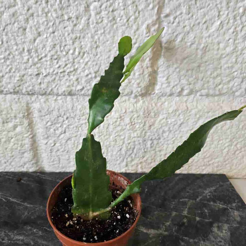 Epiphyllum 'Sarah Courant'