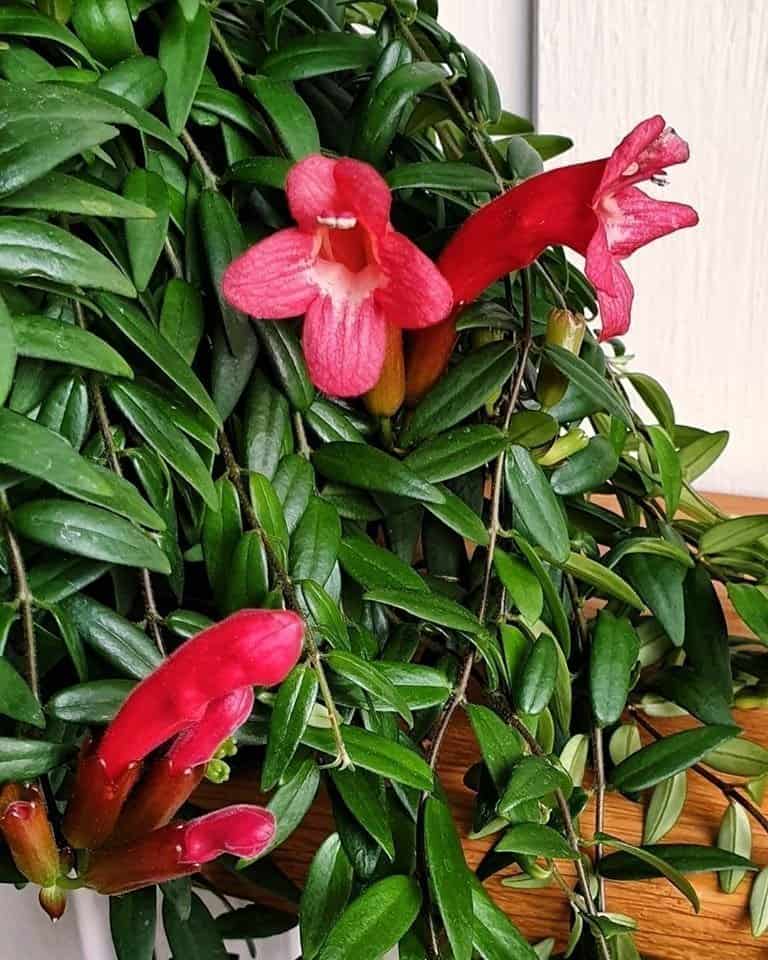 Soihtuköynnös 'Japhrolepsis' 2 x juurruttamaton pistokas