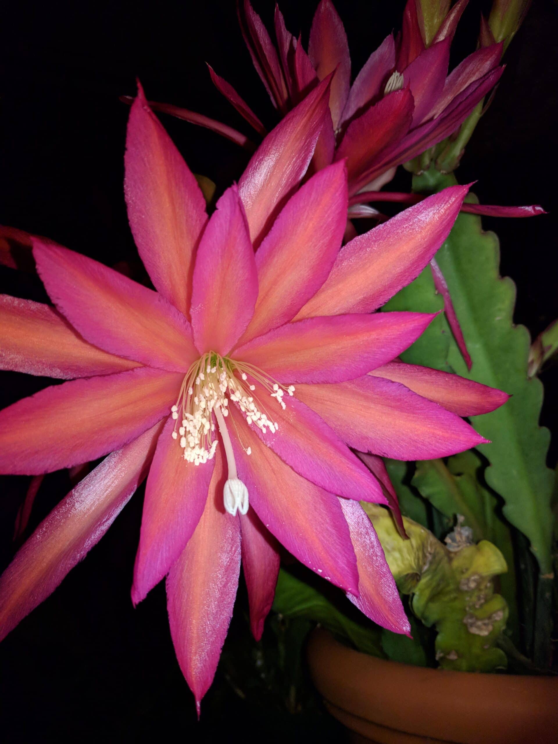 Epiphyllum 'Sarah Courant'