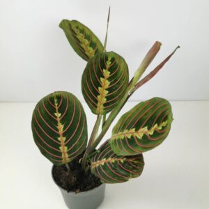 nukkumatti facinator