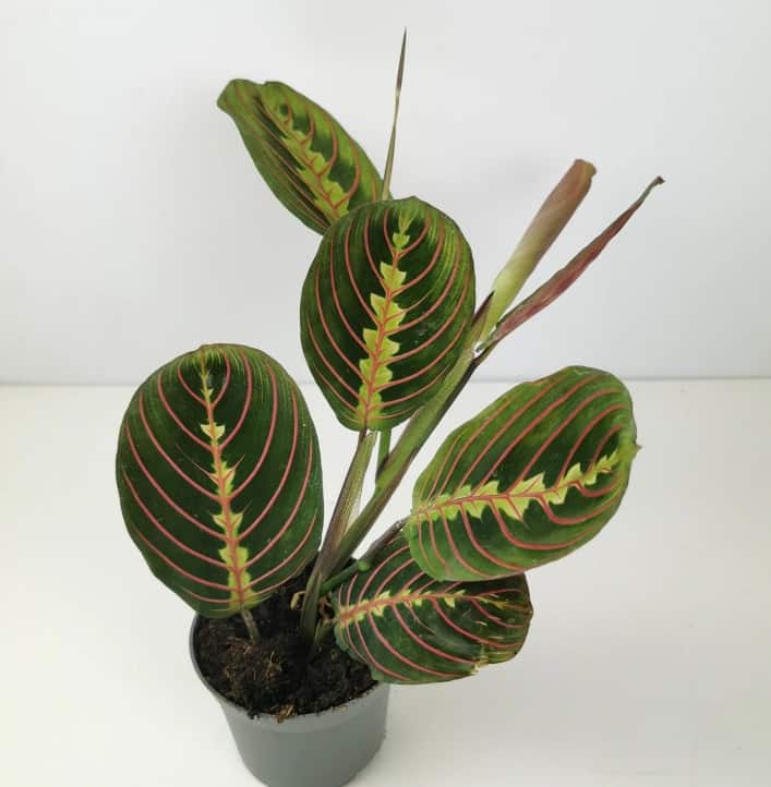 nukkumatti facinator