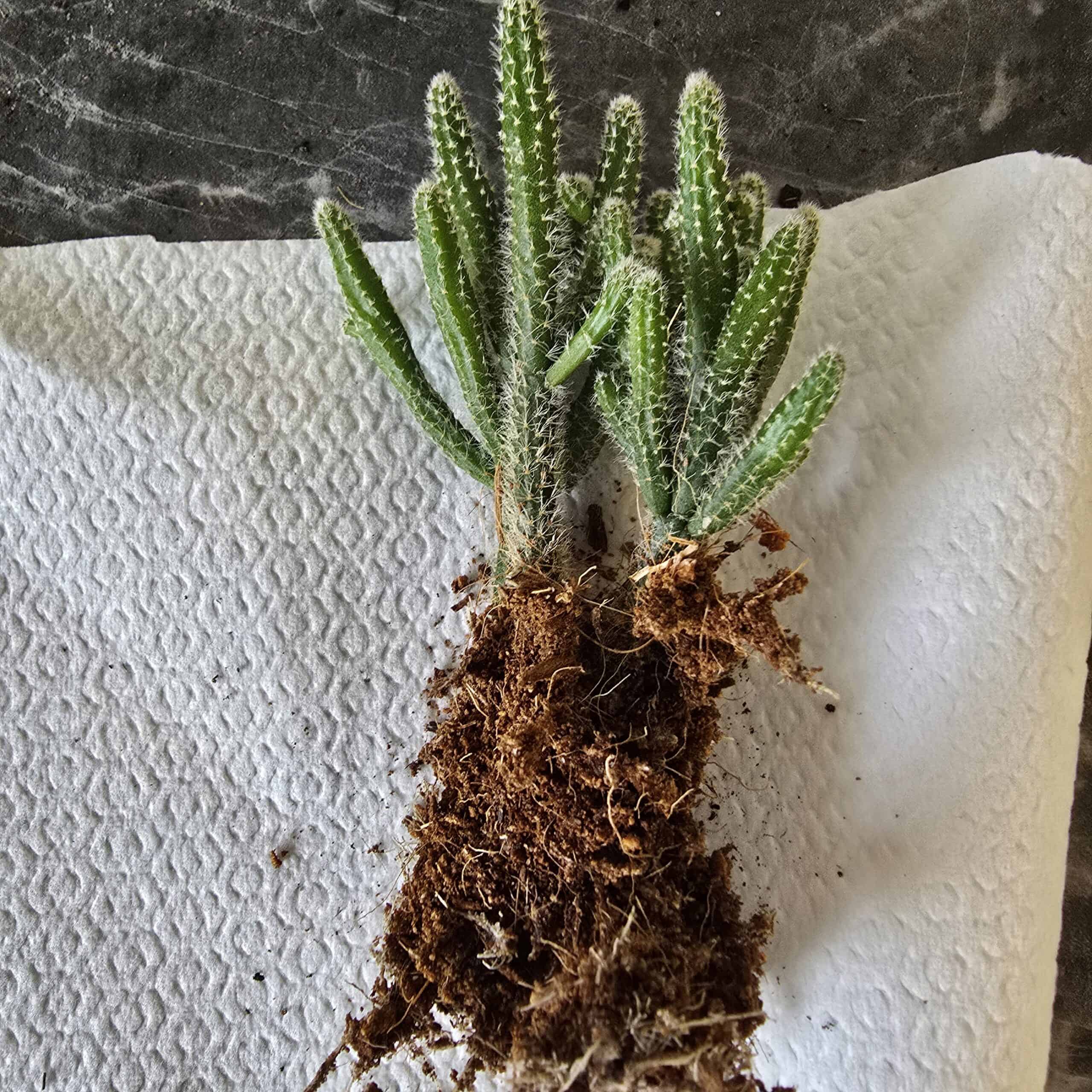 Korallikaktus Rhipsalis baccifera - nippu juurtuneita pistokkaita