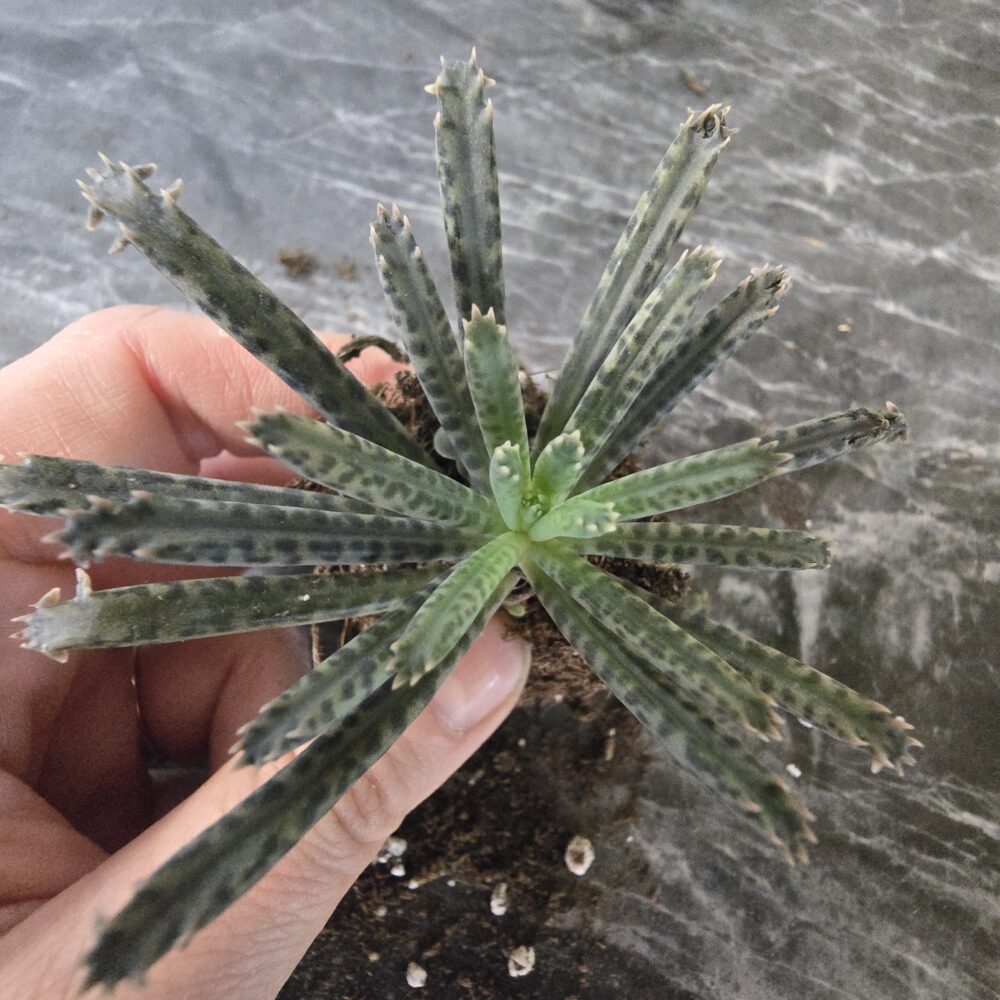 Itulehti Kalanchoe tubiflora juurtunut pistokas - Image 2