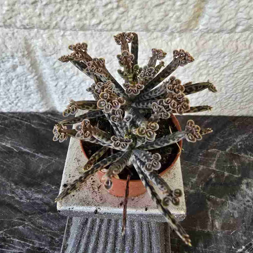 Itulehti Kalanchoe tubiflora juurtunut pistokas