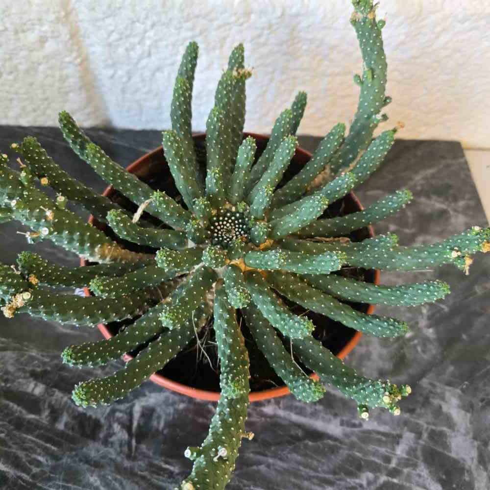 Meduusatyräkki pistokas