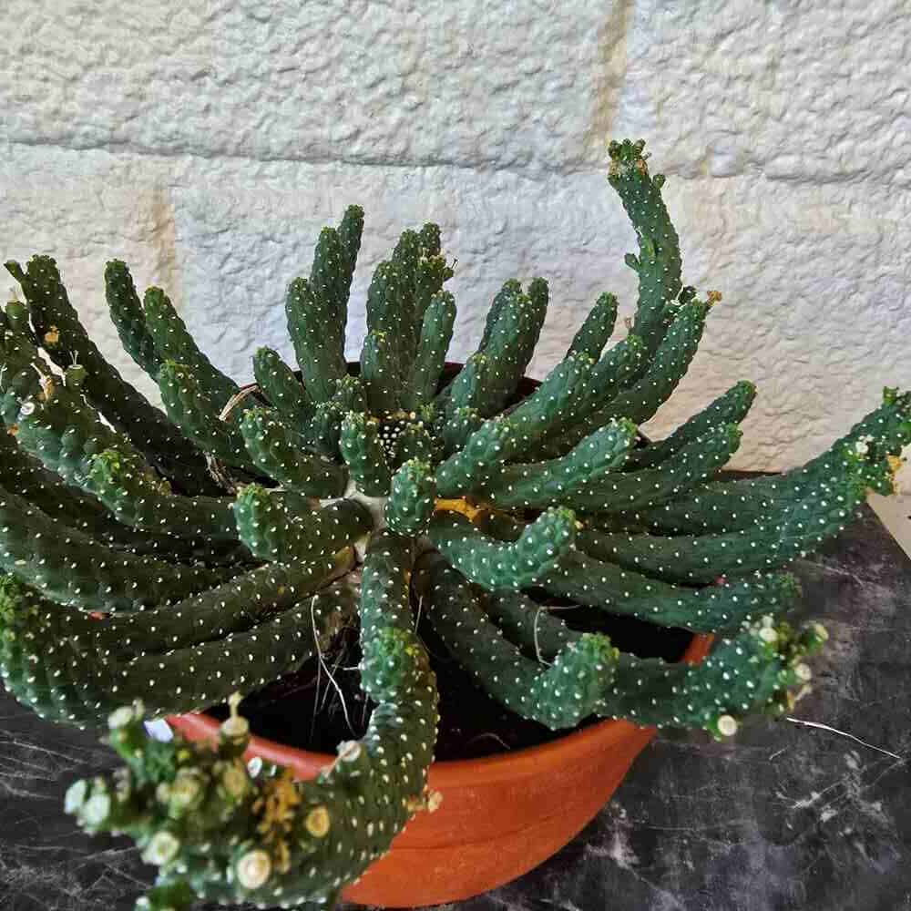 Meduusatyräkki pistokas - Image 2