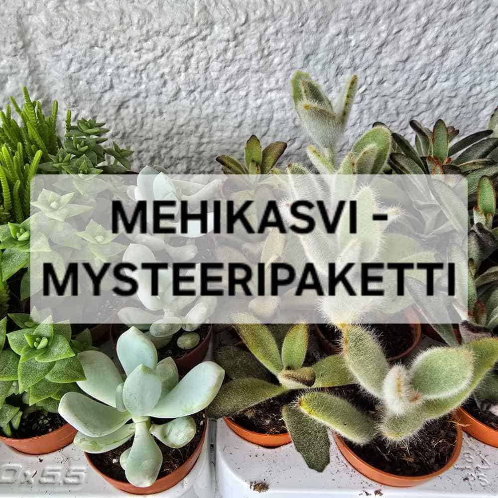 Mysteeripaketti 3 kpl söpöt kaktukset & mehikasvit pikkuruukussa